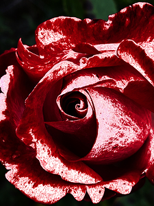 Abstract Red Rose Macro